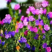 Viper's Bugloss Seeds (mixed ) Biennial flowers - Caribbean garden seed