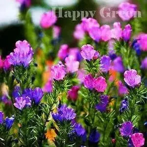 Viper's Bugloss Seeds (mixed ) Biennial flowers - Caribbean garden seed