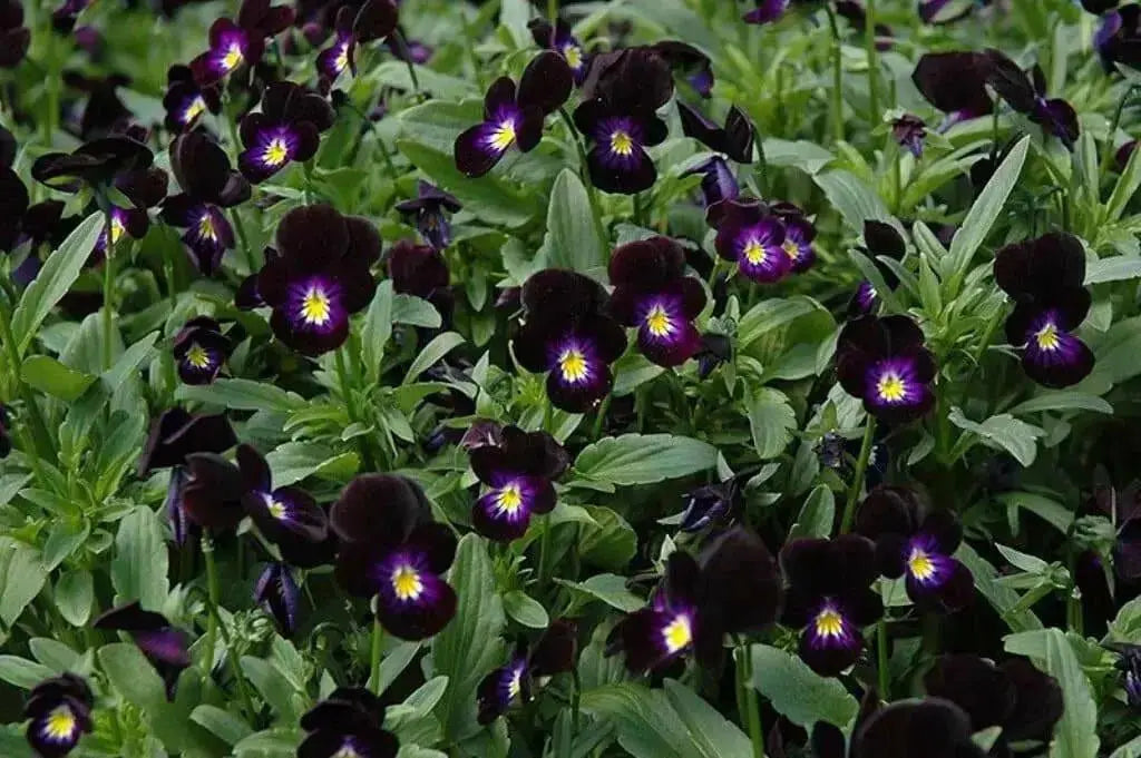 Viola Seeds-  King Henry - Velvety, Violet Purple Blooms ! - Caribbean garden seed