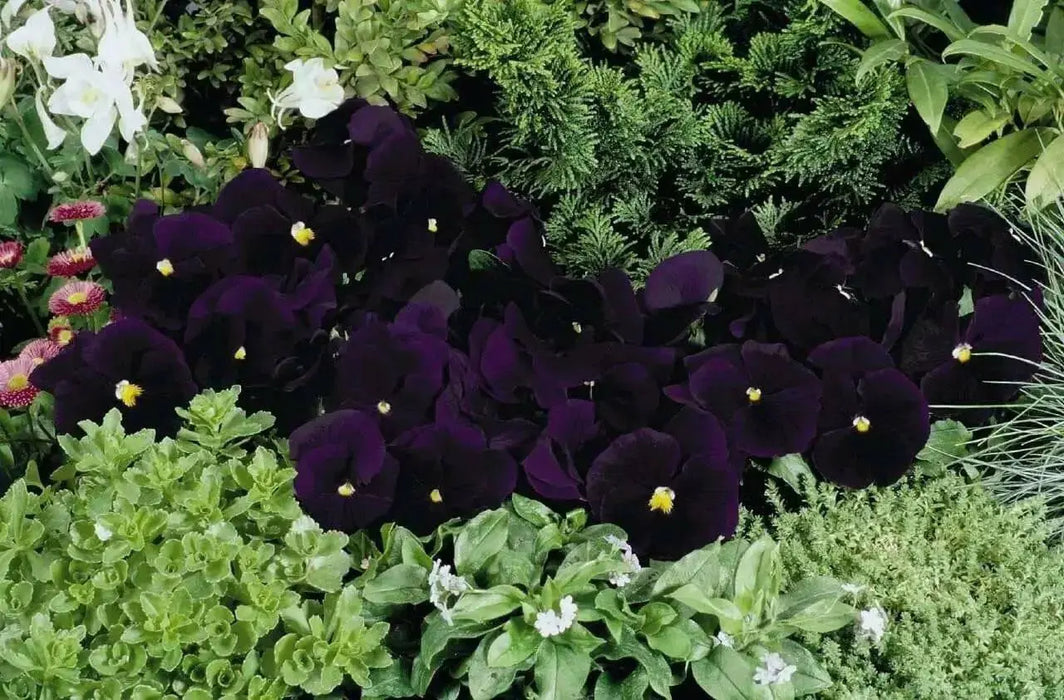 Viola Seeds-  King Henry - Velvety, Violet Purple Blooms ! - Caribbean garden seed