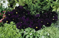 Viola Seeds-  King Henry - Velvety, Violet Purple Blooms ! - Caribbean garden seed