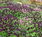Viola Seeds-  King Henry - Velvety, Violet Purple Blooms ! - Caribbean garden seed