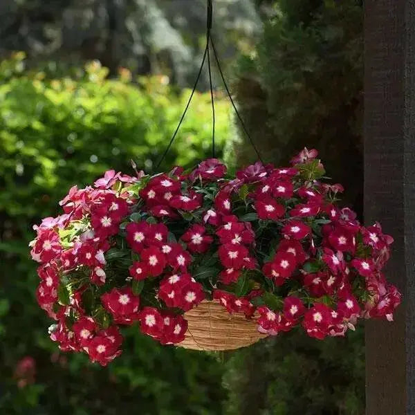 VINCA Periwinkle FLOWERS Seed - Burgundy Halo , ANNUAL - Caribbean garden seed