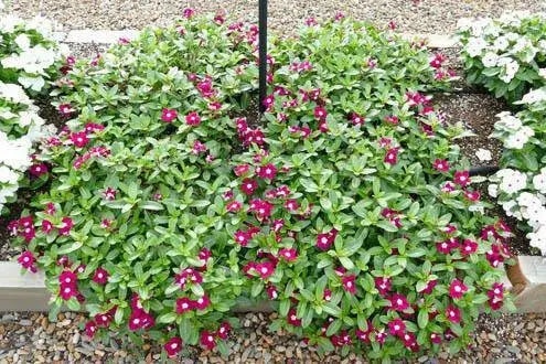 VINCA Periwinkle FLOWERS Seed - Burgundy Halo , ANNUAL - Caribbean garden seed
