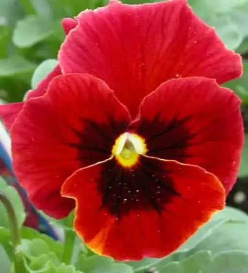 Viola Swiss Giant RED FLOWERS SEED, Viola Swiss giant - Caribbean garden seed