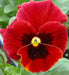 Viola Swiss Giant RED FLOWERS SEED, Viola Swiss giant - Caribbean garden seed