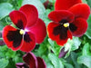 Viola Swiss Giant RED FLOWERS SEED, Viola Swiss giant - Caribbean garden seed