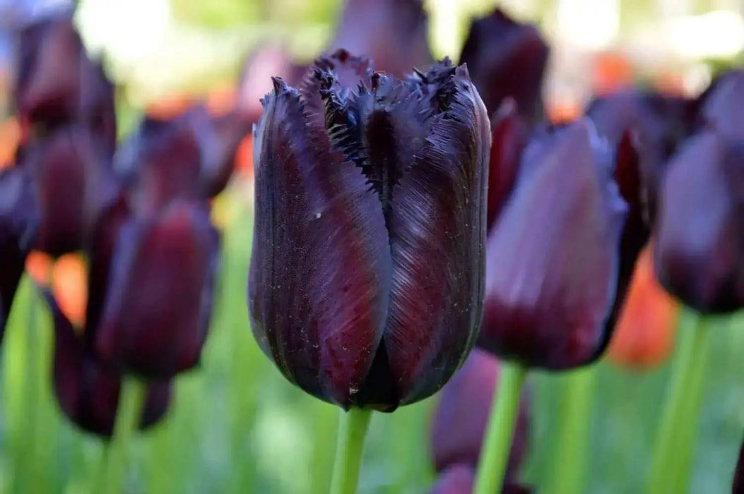 Vincent Van Gogh (,10 TULIP Bulb,) Beautiful fringed, - Caribbean garden seed