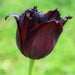 Vincent Van Gogh (,10 TULIP Bulb,) Beautiful fringed, - Caribbean garden seed