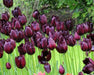 Vincent Van Gogh (,10 TULIP Bulb,) Beautiful fringed, - Caribbean garden seed