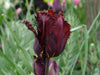 Vincent Van Gogh (,10 TULIP Bulb,) Beautiful fringed, - Caribbean garden seed