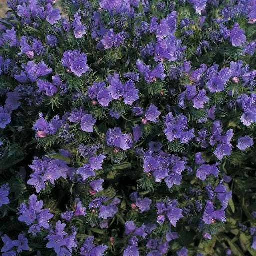 Viper's Bugloss Seeds (blue) Biennial flowers - Caribbean garden seed