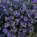 Viper's Bugloss Seeds (blue) Biennial flowers - Caribbean garden seed