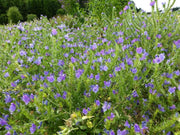 Viper's Bugloss Seeds (blue) Biennial flowers - Caribbean garden seed