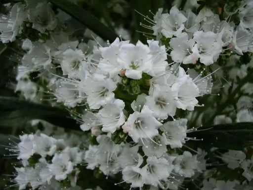 Viper's Bugloss Seeds (white ) Biennial flowers - Caribbean garden seed