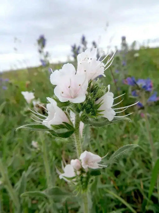 Viper's Bugloss Seeds (white ) Biennial flowers - Caribbean garden seed