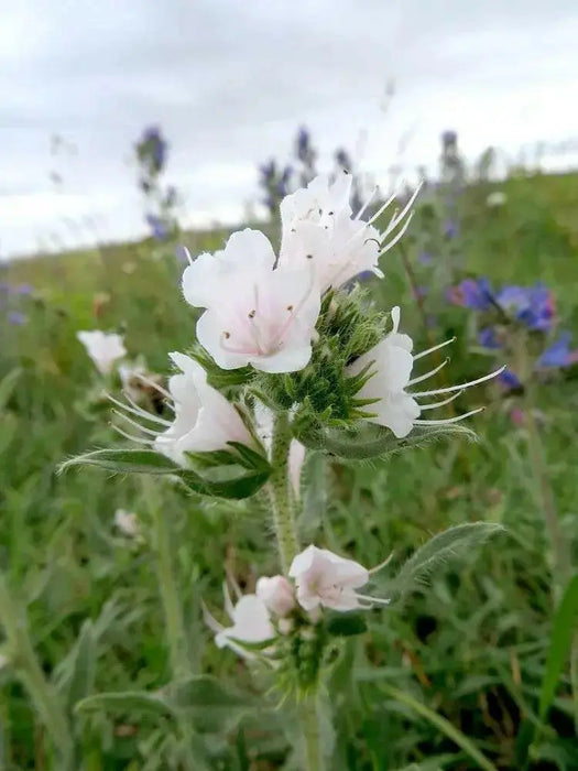 Viper's Bugloss Seeds (white ) Biennial flowers - Caribbean garden seed