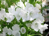 Viper's Bugloss Seeds (white ) Biennial flowers - Caribbean garden seed