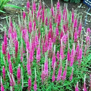 veronica spicata rose,Spike Speedwell Flower Seed. perennial - Caribbean garden seed