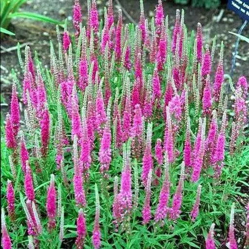 veronica spicata rose,Spike Speedwell Flower Seed. perennial - Caribbean garden seed