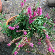 veronica spicata rose,Spike Speedwell Flower Seed. perennial - Caribbean garden seed