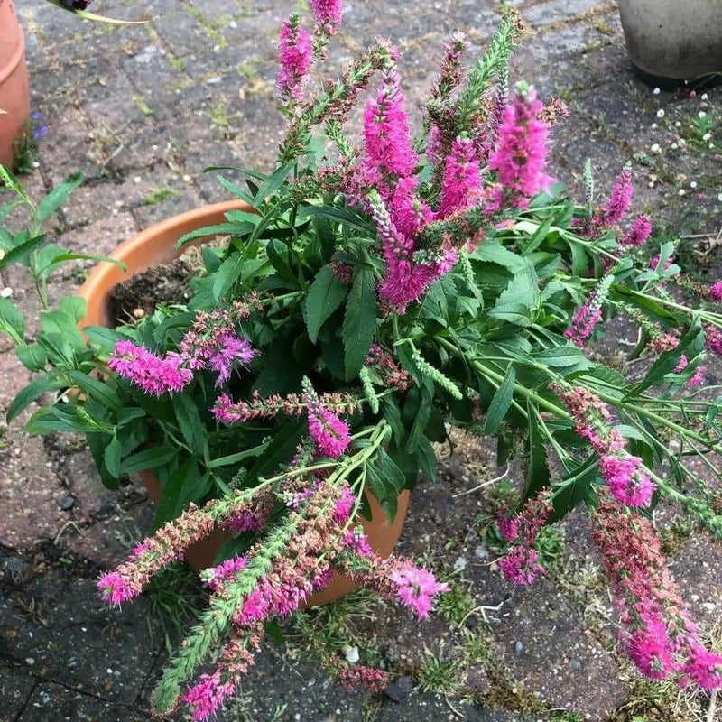 veronica spicata rose,Spike Speedwell Flower Seed. perennial - Caribbean garden seed