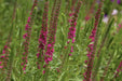 veronica spicata rose,Spike Speedwell Flower Seed. perennial - Caribbean garden seed