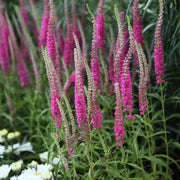 veronica spicata rose,Spike Speedwell Flower Seed. perennial - Caribbean garden seed