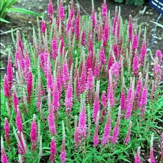 veronica spicata rose,Spike Speedwell Flower Seed. perennial - Caribbean garden seed