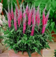 veronica spicata rose,Spike Speedwell Flower Seed. perennial - Caribbean garden seed