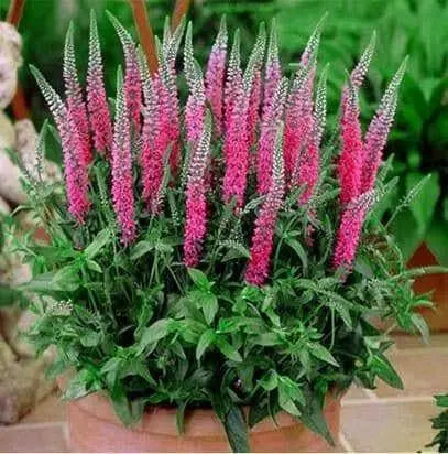 veronica spicata rose,Spike Speedwell Flower Seed. perennial - Caribbean garden seed