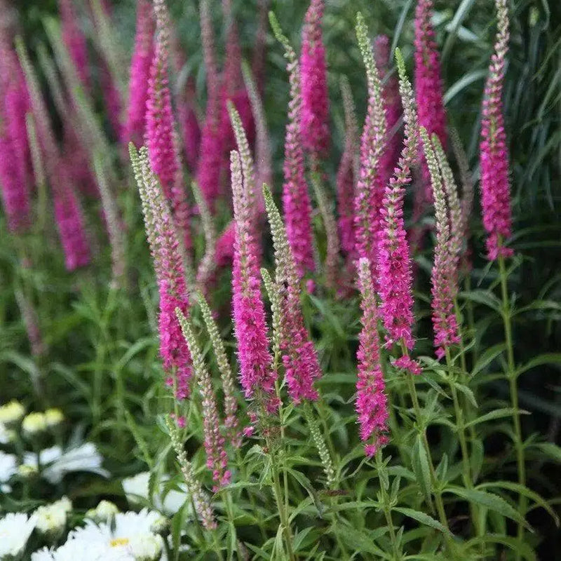 veronica spicata rose,Spike Speedwell Flower Seed. perennial - Caribbean garden seed