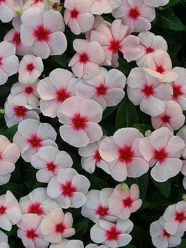 Vinca Periwinkle (sunstorm -APRICOT) - Annual flowers seed - Caribbean garden seed