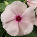 Vinca Periwinkle (sunstorm -APRICOT) - Annual flowers seed - Caribbean garden seed