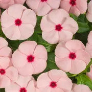 Vinca Periwinkle (sunstorm -APRICOT) - Annual flowers seed - Caribbean garden seed