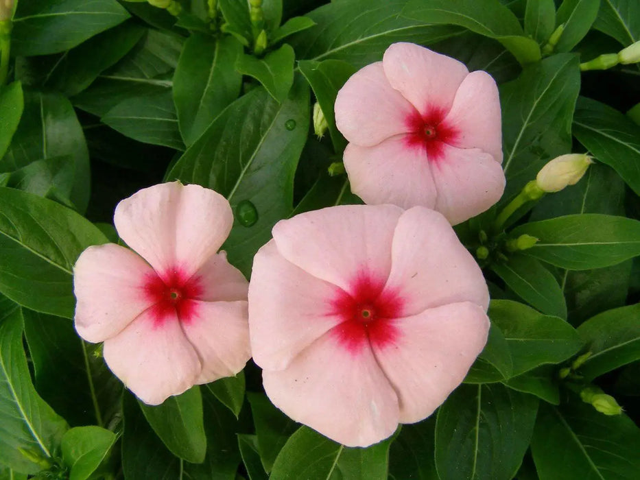 Vinca Periwinkle (sunstorm -APRICOT) - Annual flowers seed - Caribbean garden seed