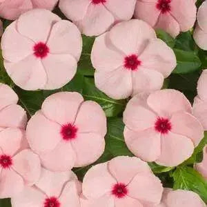 Vinca Periwinkle (sunstorm -APRICOT) - Annual flowers seed - Caribbean garden seed