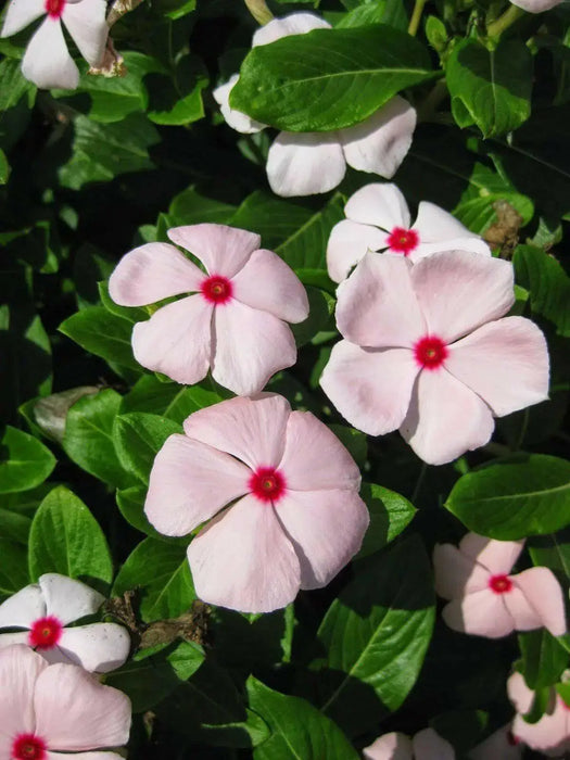 Vinca Periwinkle (sunstorm -APRICOT) - Annual flowers seed - Caribbean garden seed
