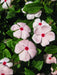 Vinca Periwinkle (sunstorm -APRICOT) - Annual flowers seed - Caribbean garden seed
