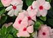 Vinca Periwinkle (sunstorm -APRICOT) - Annual flowers seed - Caribbean garden seed