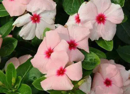 Vinca Periwinkle (sunstorm -APRICOT) - Annual flowers seed - Caribbean garden seed