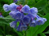 Virginia Bluebells flowers seed, Mertensia virginica, Native Perennial  ! - Caribbean garden seed