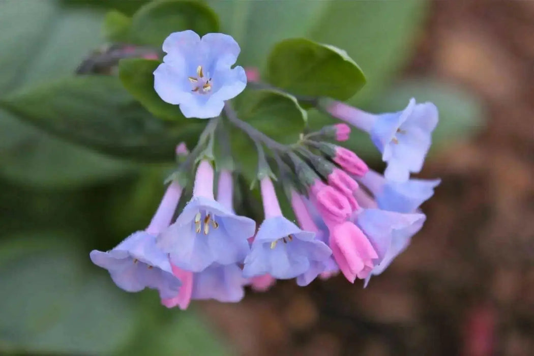 Virginia Bluebells flowers seed, Mertensia virginica, Native Perennial  ! - Caribbean garden seed