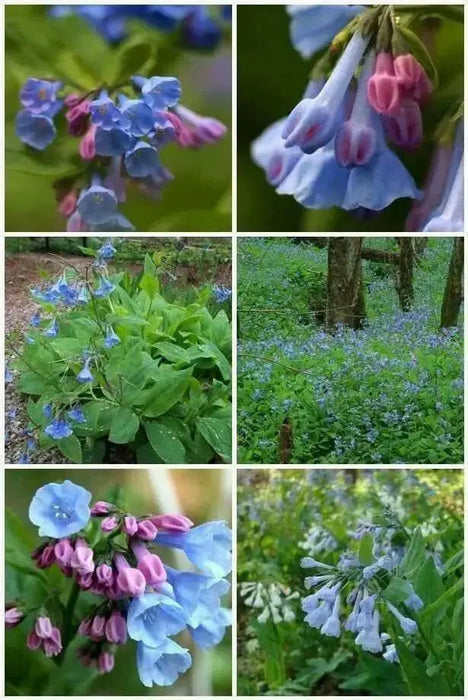Virginia Bluebells flowers seed, Mertensia virginica, Native Perennial  ! - Caribbean garden seed