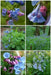 Virginia Bluebells flowers seed, Mertensia virginica, Native Perennial  ! - Caribbean garden seed