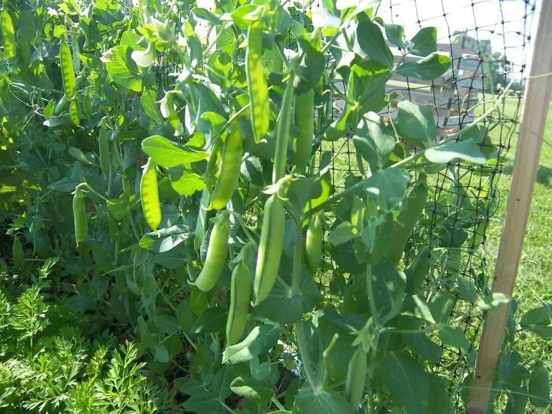 Wando PEAS, (ENGLISH) (Dwarf Shelling pea),Heirloom Seeds,will tolerate warmer climates. - Caribbean garden seed
