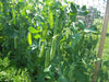 Wando PEAS, (ENGLISH) (Dwarf Shelling pea),Heirloom Seeds,will tolerate warmer climates. - Caribbean garden seed