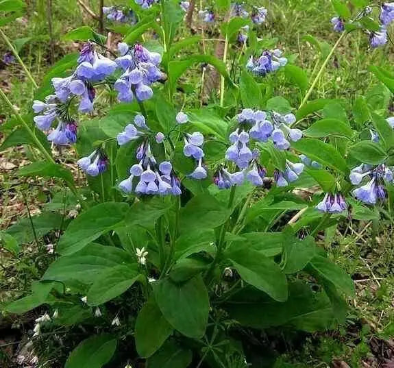 Virginia Bluebells (Bareroot ) Native,woodland wildflower - Caribbean garden seed
