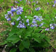 Virginia Bluebells (Bareroot ) Native,woodland wildflower - Caribbean garden seed