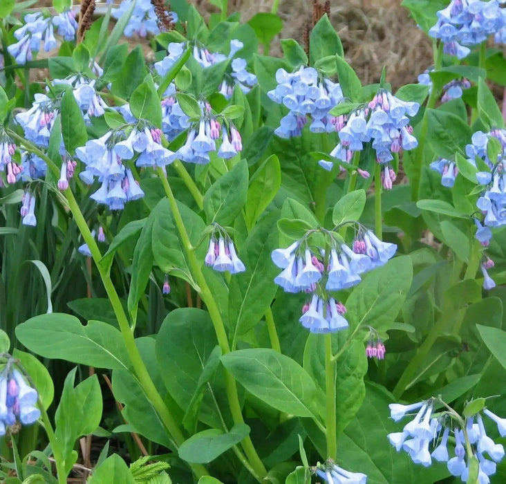 Virginia Bluebells (Bareroot ) Native,woodland wildflower - Caribbean garden seed